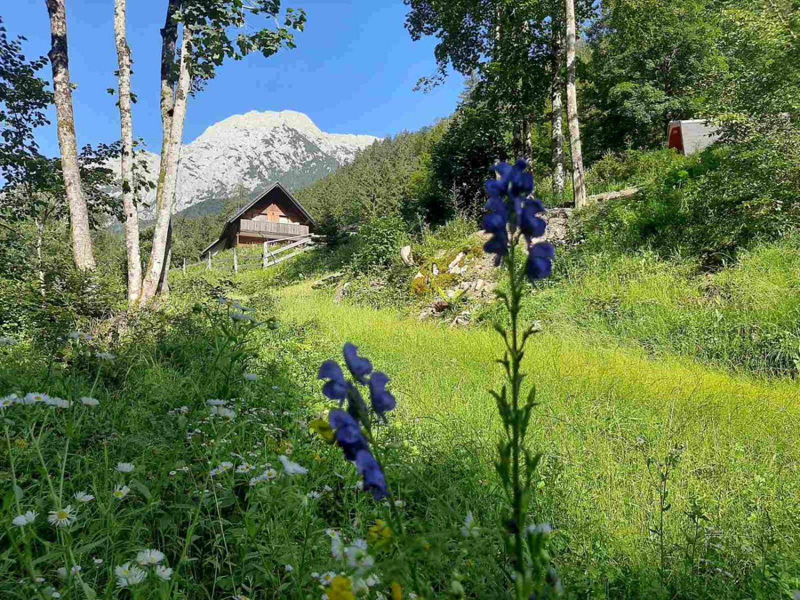 Camping & Glamping Grintovec Preddvor Exterior foto